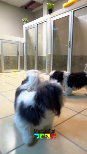 Video post from medicalpettj.