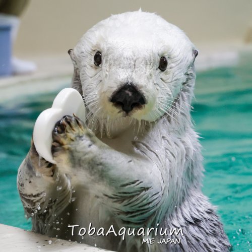 鳥羽水族館 公式サイト