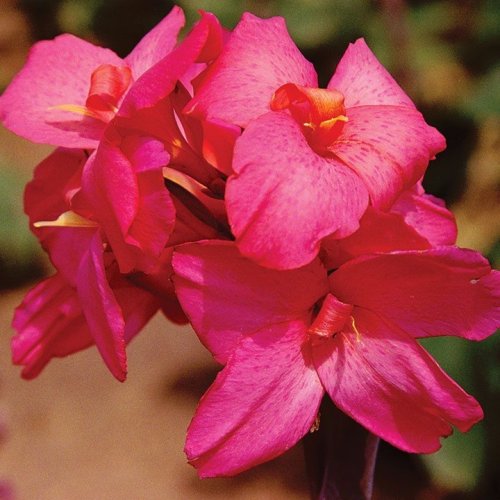 Carousel post from waysidegardens.