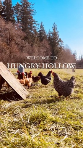 Video post from hungryhollowfarm.