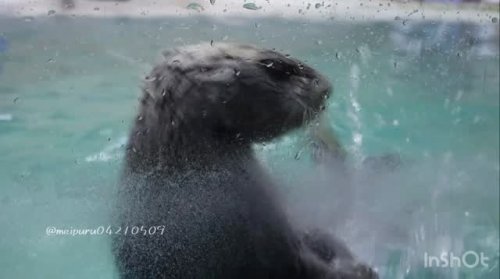 Video post from meipuru04210509.