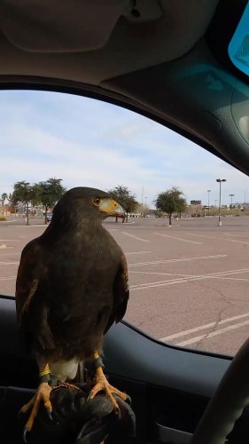 Video post from desertkingsfalconry.