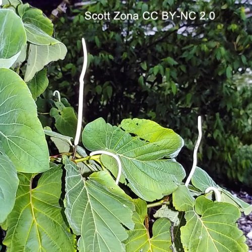 Photo post from scott.zona.