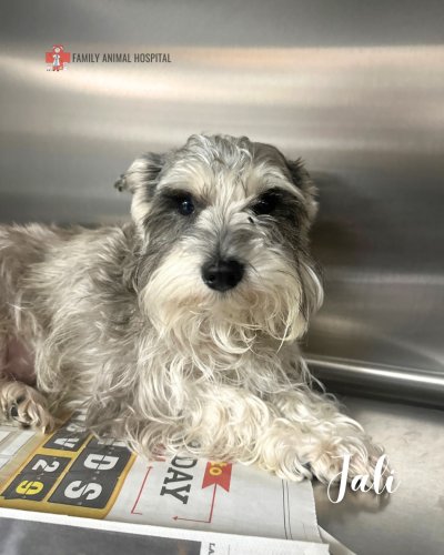 Photo post from familyanimalhospitalcm.