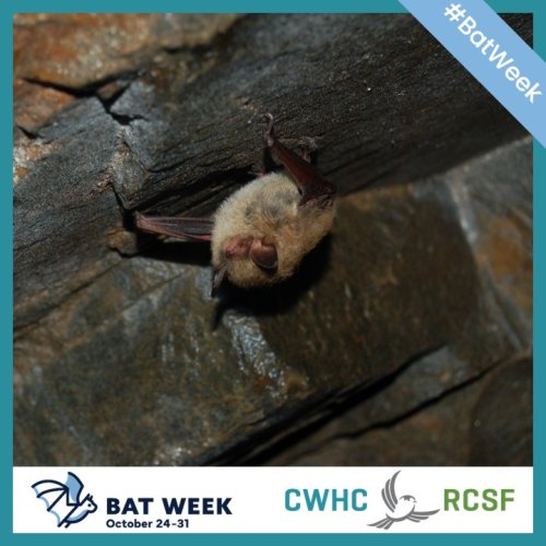Photo post from cwhcrcsf.