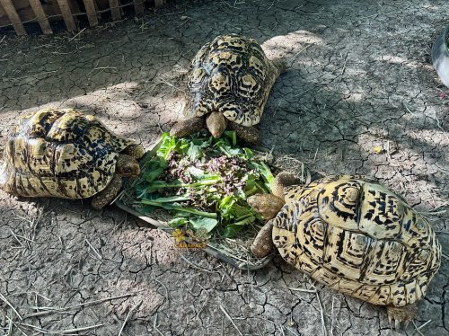 Photo post from carapacecritters.