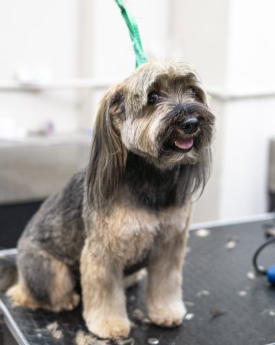 Photo post from medicalpettj.