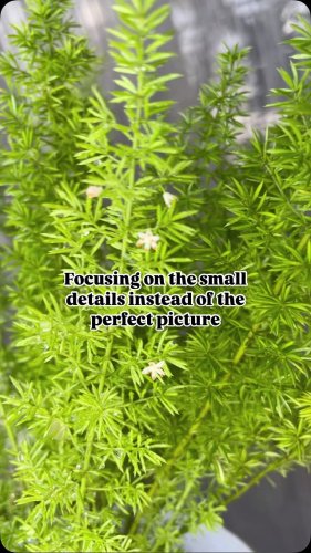 Video post from purkinje_crazyforplants.