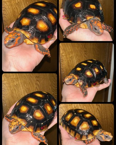 Photo post from carapacecritters.