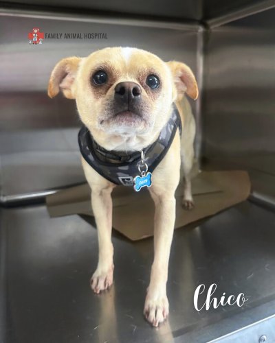 Photo post from familyanimalhospitalcm.