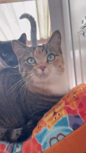 Video post from cats.cradle.winnipeg.