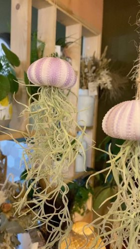Video post from gloriosa.artisan.fleuriste.