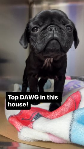 Video post from familyanimalhospitalcm.