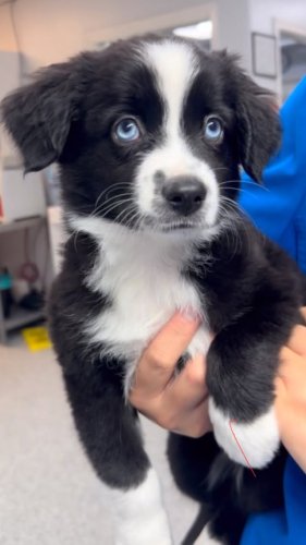 Video post from familyanimalhospitalcm.