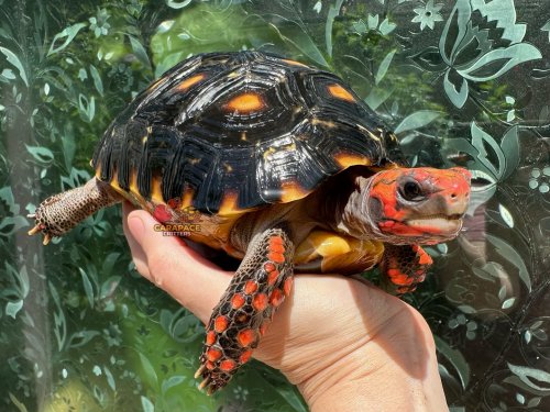 Photo post from carapacecritters.