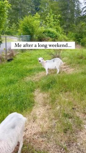 Video post from hungryhollowfarm.