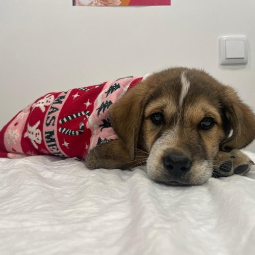 Carousel post from clinica_veterinaria_dourosul.