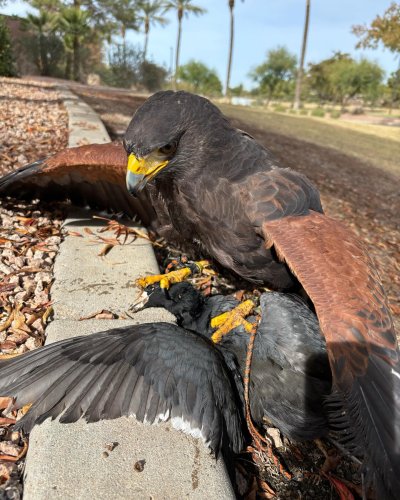 Photo post from desertkingsfalconry.