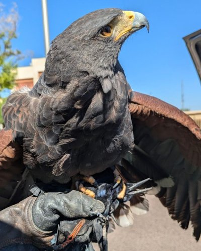 Photo post from desertkingsfalconry.