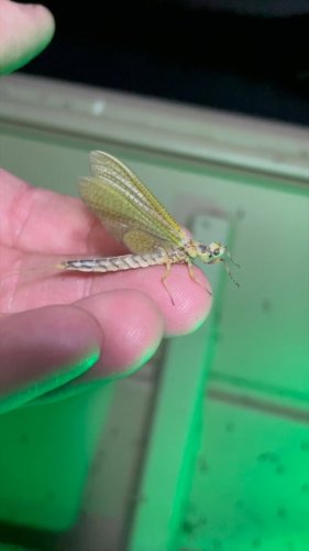 Video post from confluenceoutfitters.
