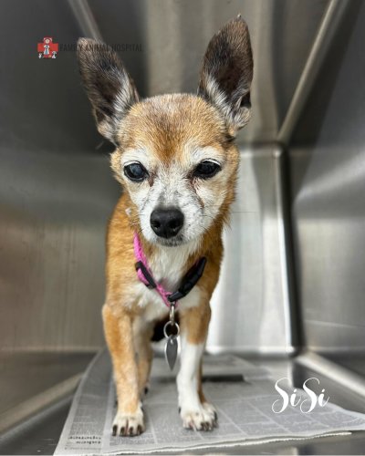 Photo post from familyanimalhospitalcm.