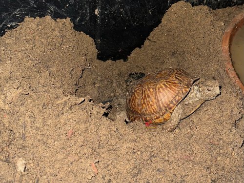 Carousel post from carapacecritters.