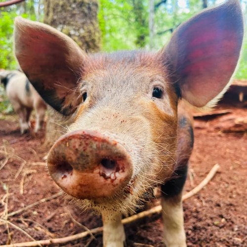 Photo post from hungryhollowfarm.