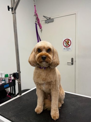 Carousel post from k9playtimedoggydaycare.