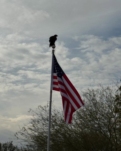Photo post from desertkingsfalconry.