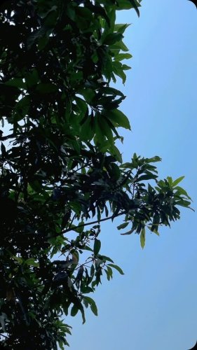 Video post from sei__sahibul__070.