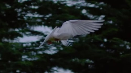 Video post from nighathashmi.