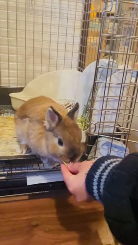 うさぎさんのためのイタリアンライグラス（レギュラー乾燥