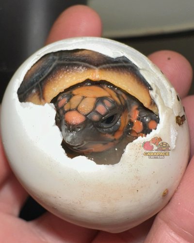 Carousel post from carapacecritters.