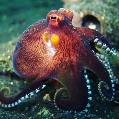 Photo post from octopuslki.