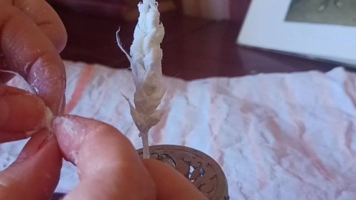 Video post from oljaidevetpaunica.