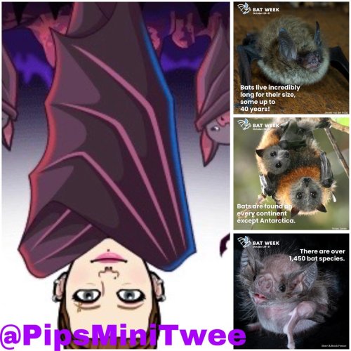 Photo post from pipsminitwee.