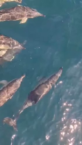 Video post from dinglepeninsulatourism.