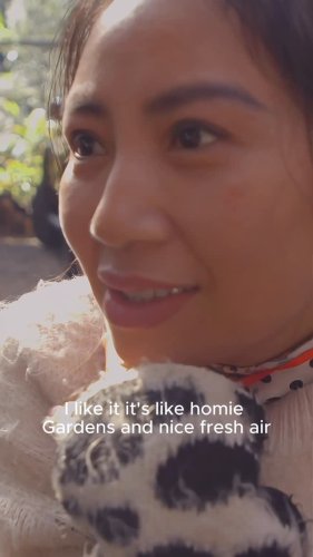 Video post from currumbinvalleyharvest.