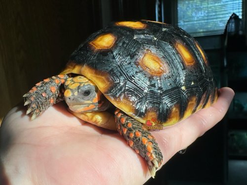 Photo post from carapacecritters.