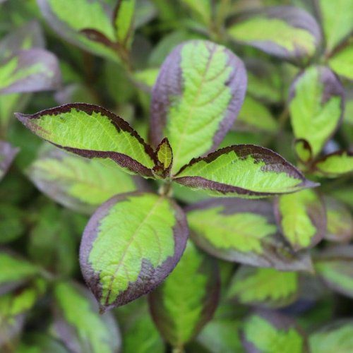 Photo post from backyardgardener.