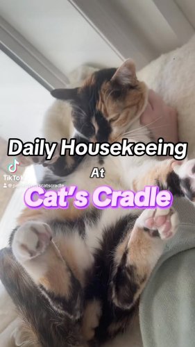 Video post from cats.cradle.winnipeg.