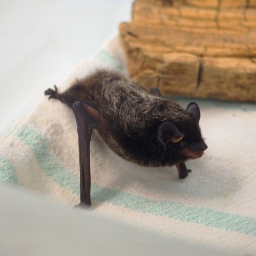 Photo post from torontowildlifecentre.