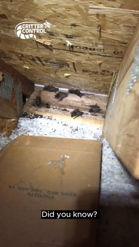 Video post from crittercontrolofficial.