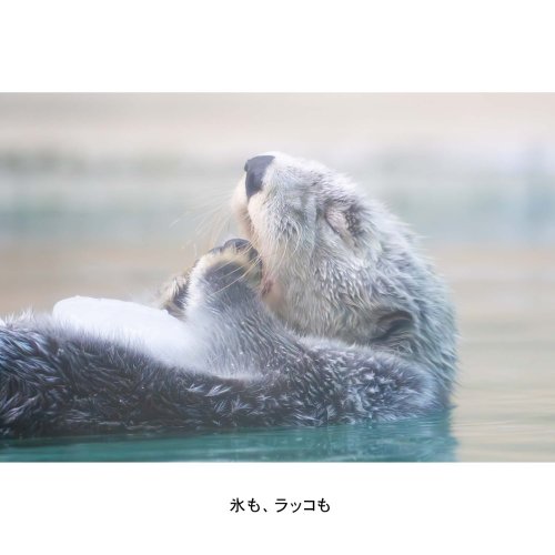 Photo post from raccobayashi.