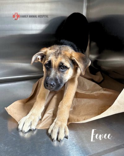 Carousel post from familyanimalhospitalcm.