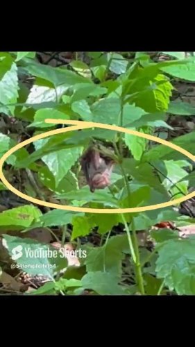 Video post from 54tompfeifer54.