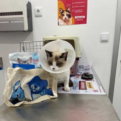 Carousel post from clinica_veterinaria_dourosul.