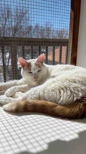 Video post from cats.cradle.winnipeg.