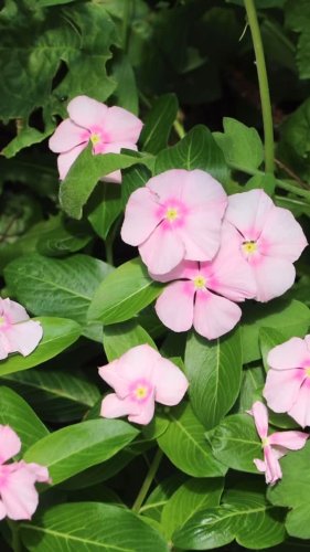 Video post from currumbinvalleyharvest.