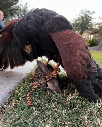 Photo post from desertkingsfalconry.